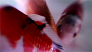 Submersed Songs by Vivian Caccuri